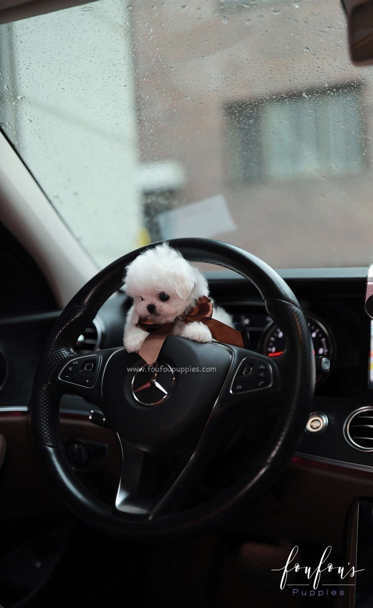 Kenji - Maltese M.