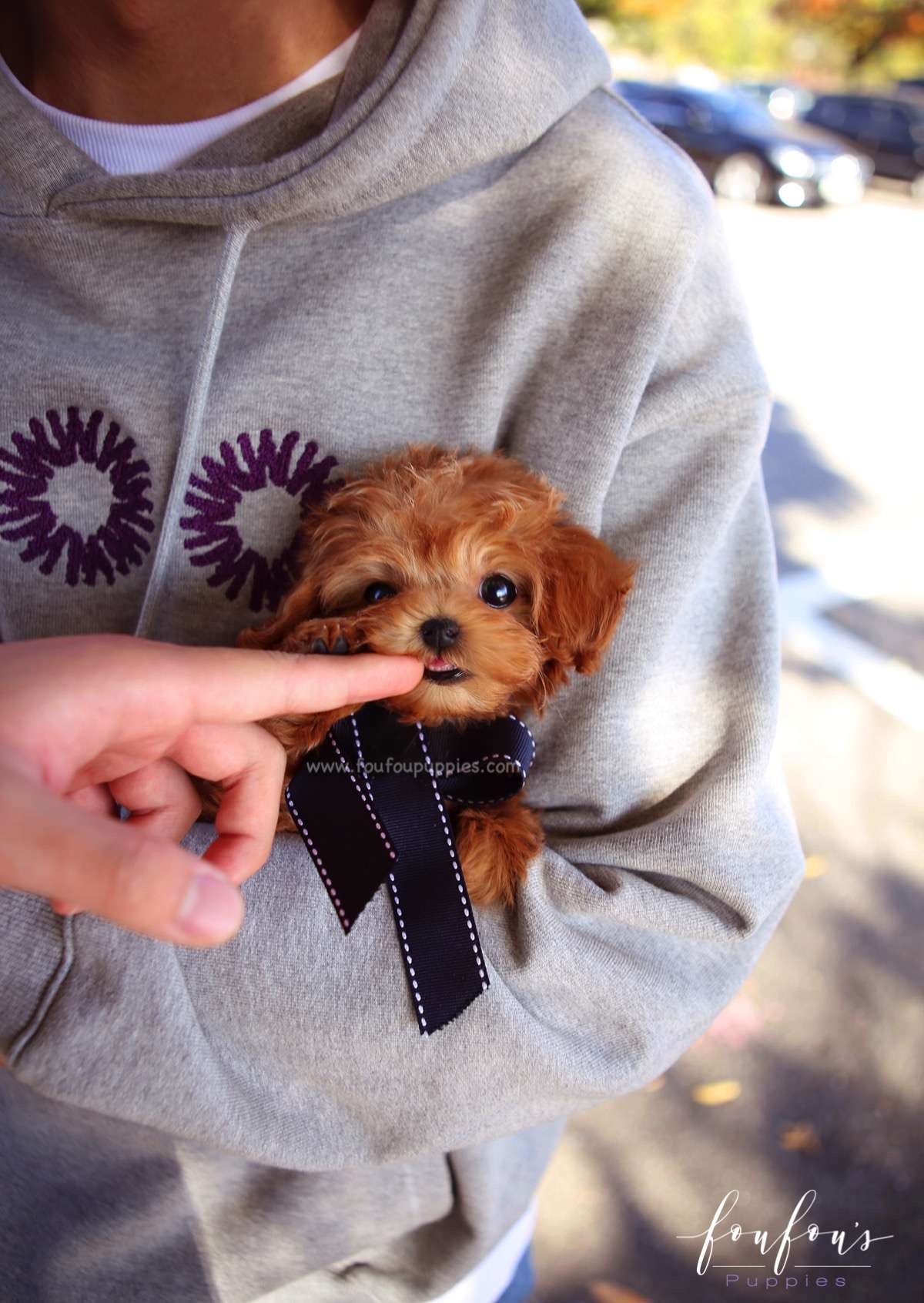 Mowgli - Maltipoo M.