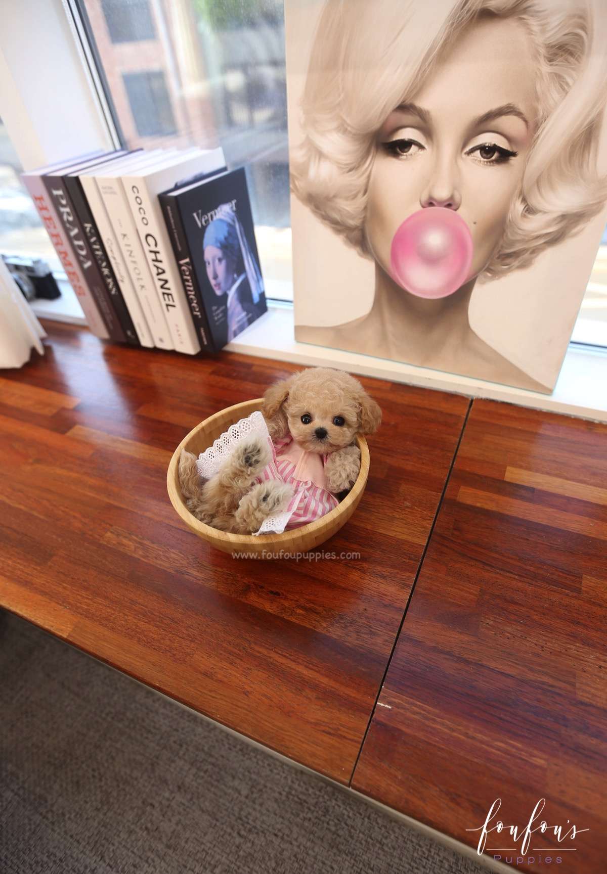Dolce - Maltipoo F.