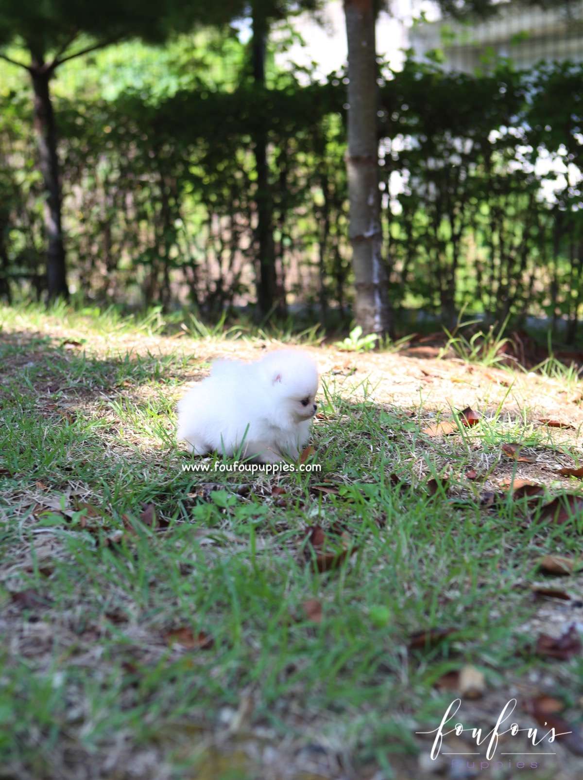 Zaya - Pomeranian F.