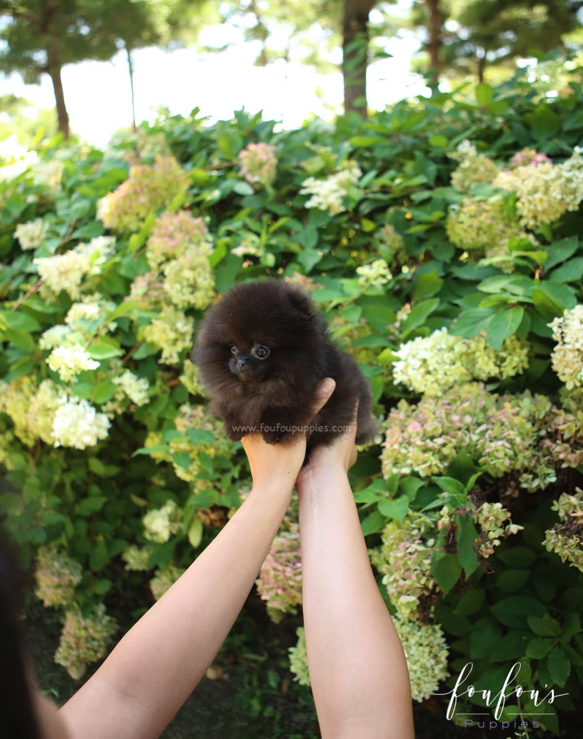 Melrose - Pomeranian F.