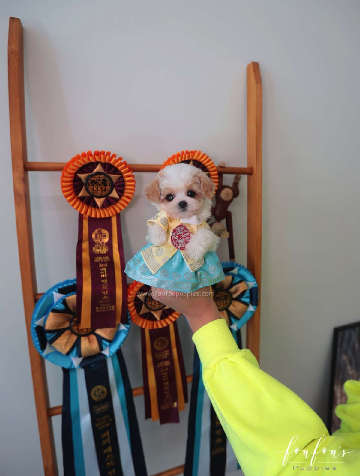 Tezz - Maltipoo M.