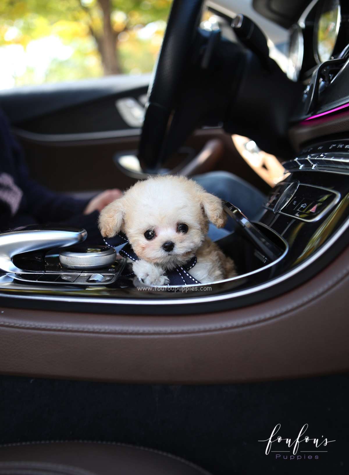Eclair - Poodle M.