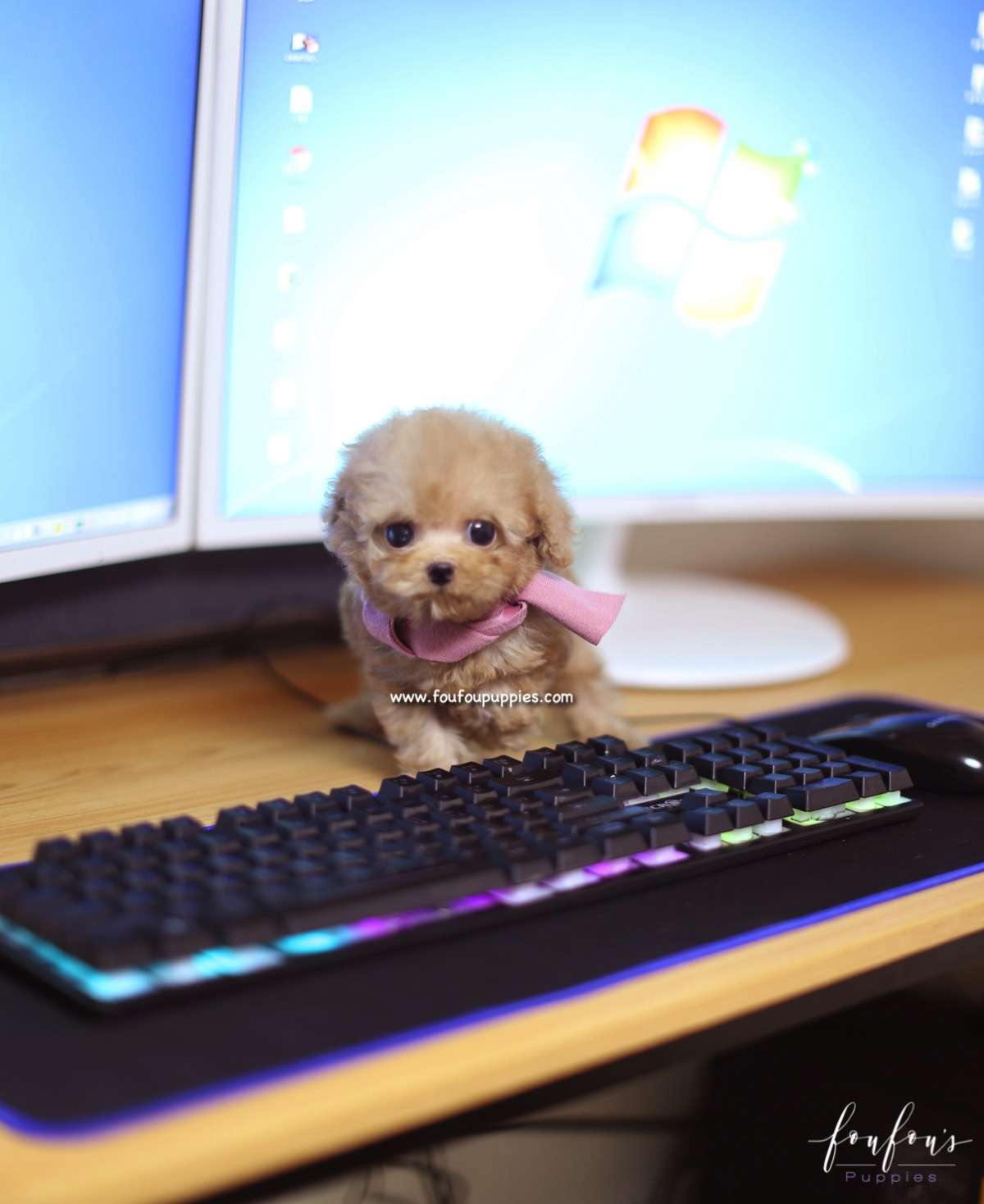 Tiamo - Poodle M.