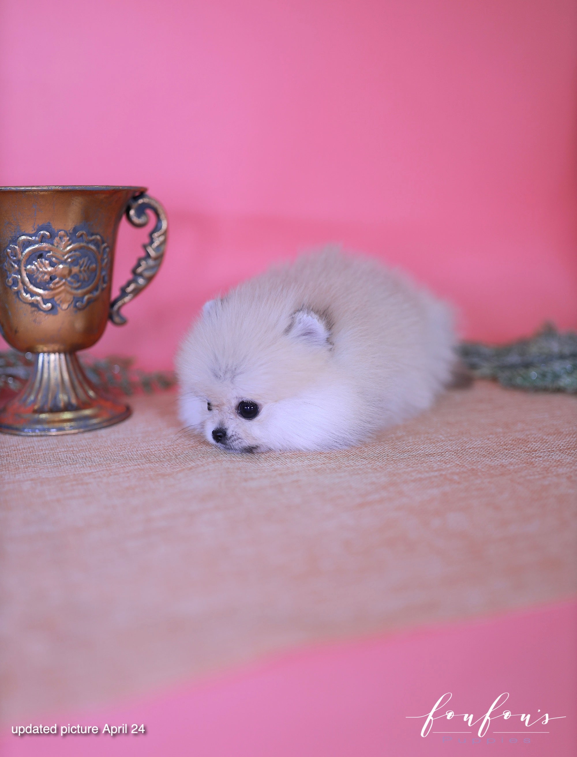 Valencia - Pomeranian F.