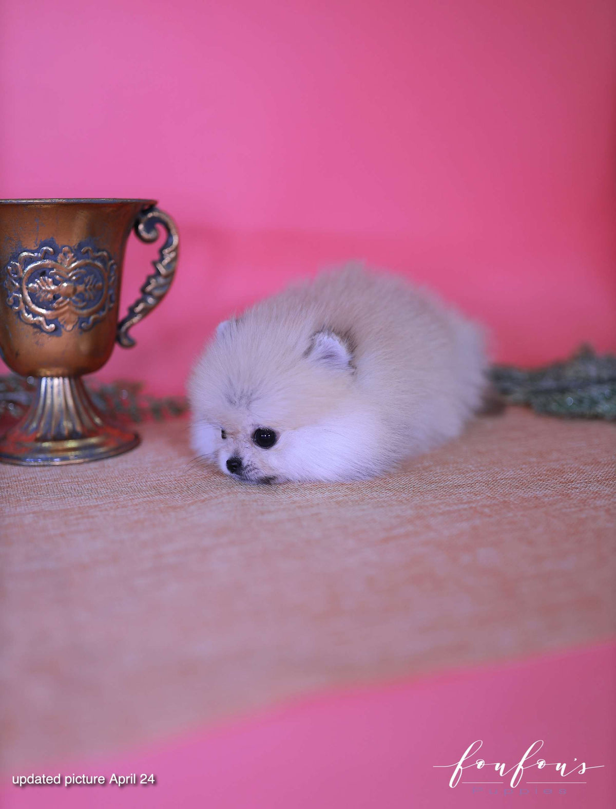 Valencia - Pomeranian F.