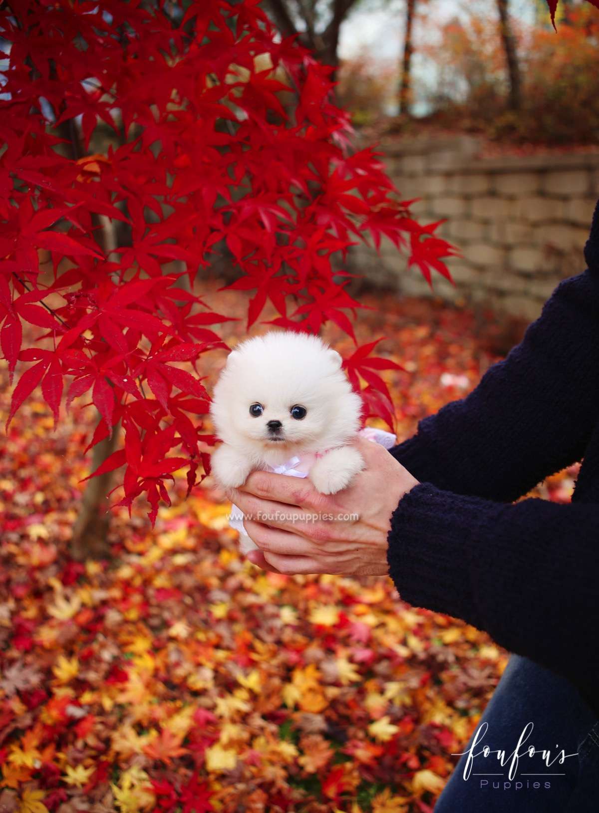 Aspen - Pomeranian F.