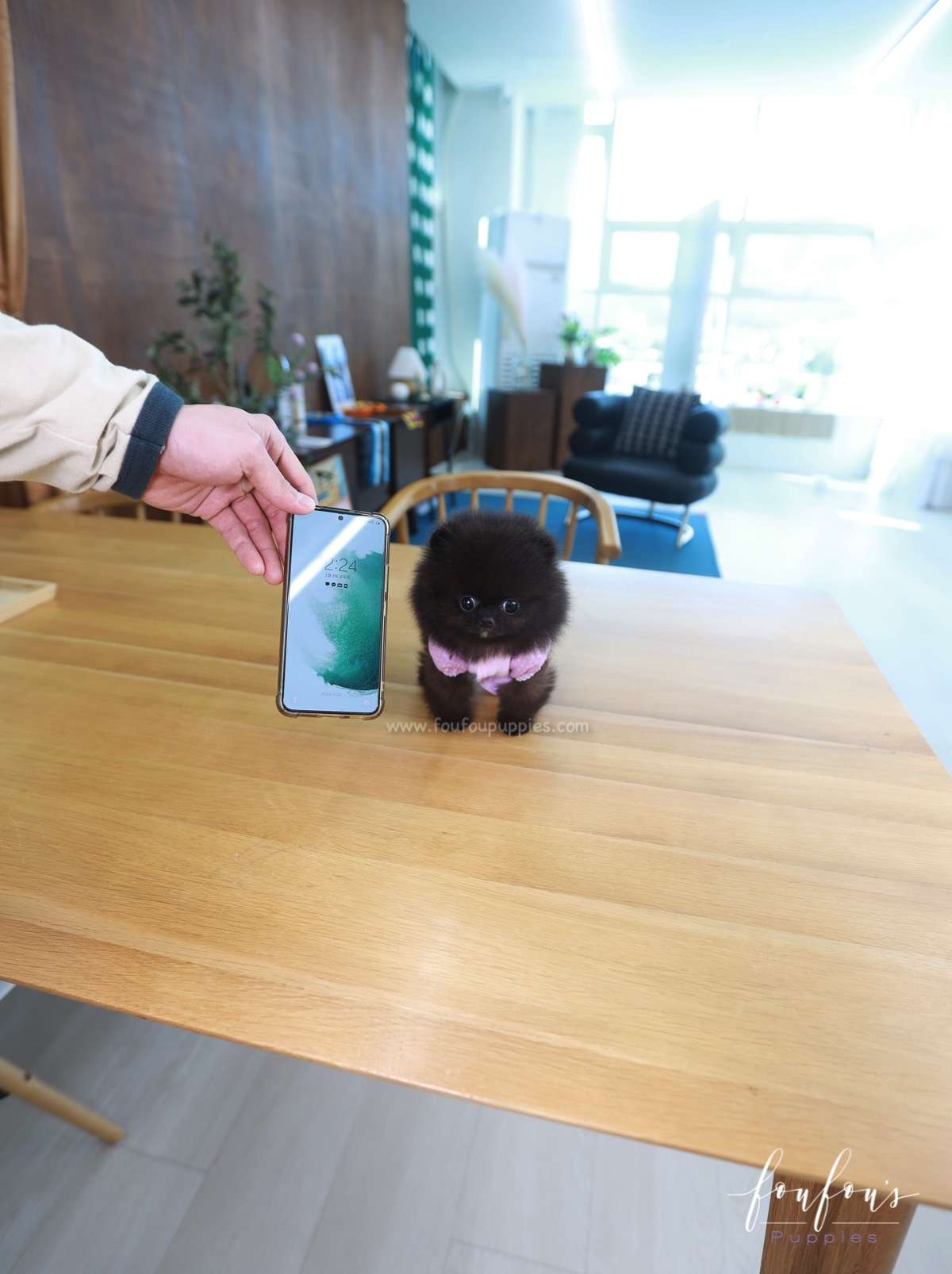 Soiré - Pomeranian M.