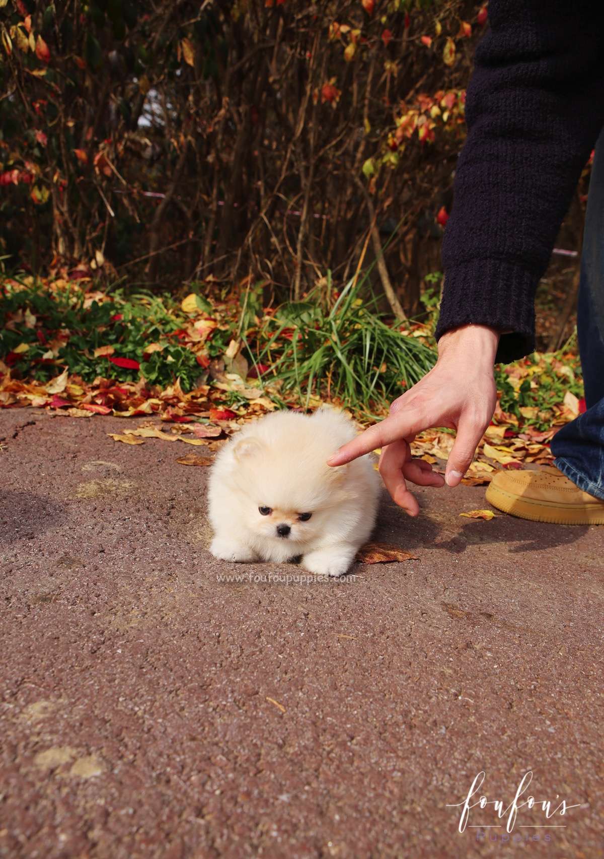Mistletoe - Pomeranian F.