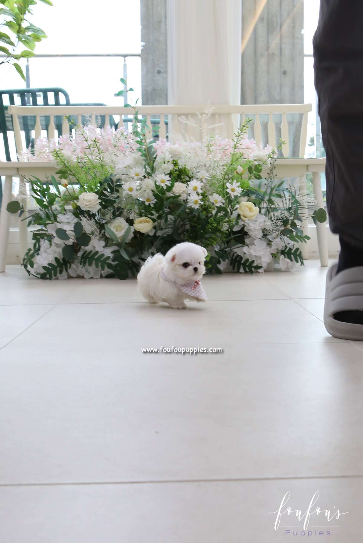 Milan - Maltese M.