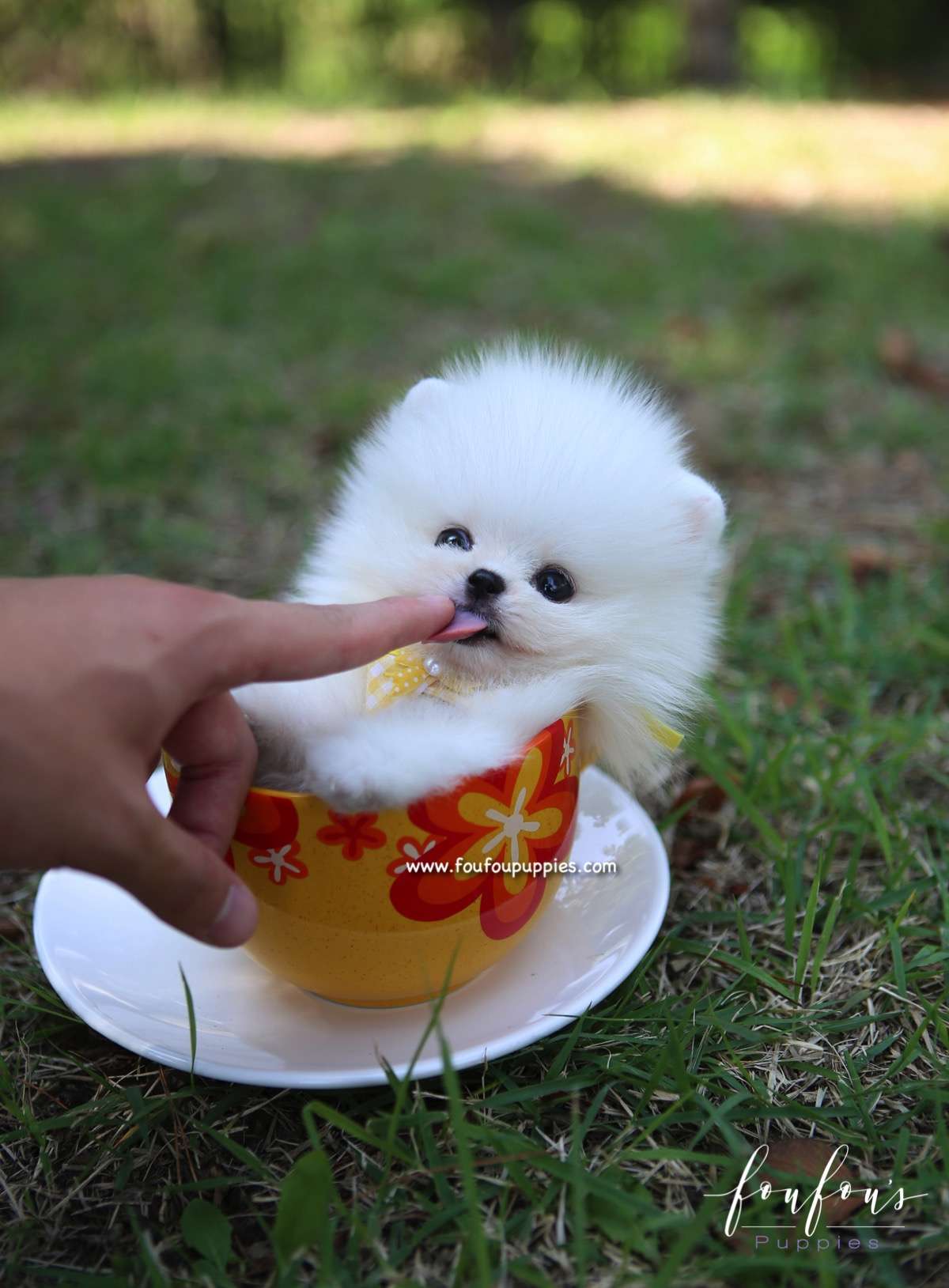 Mickey Blue - Pomeranian M.