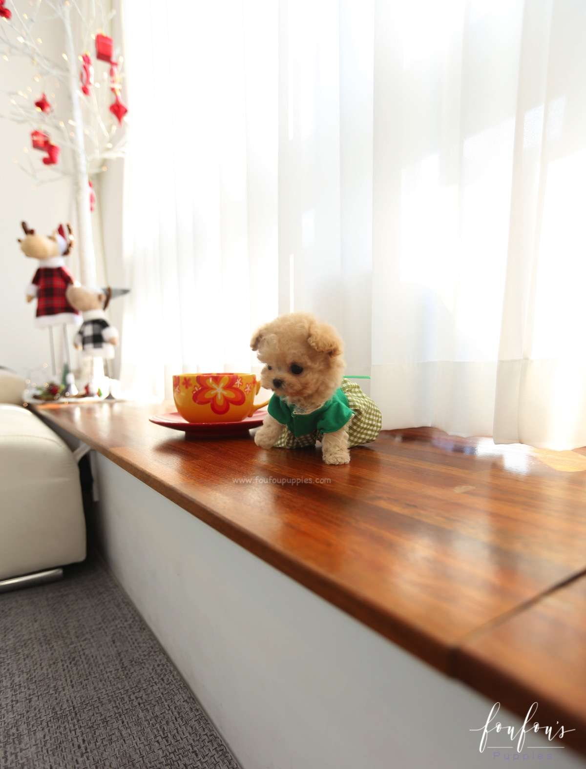 Tootsie- Poodle F.