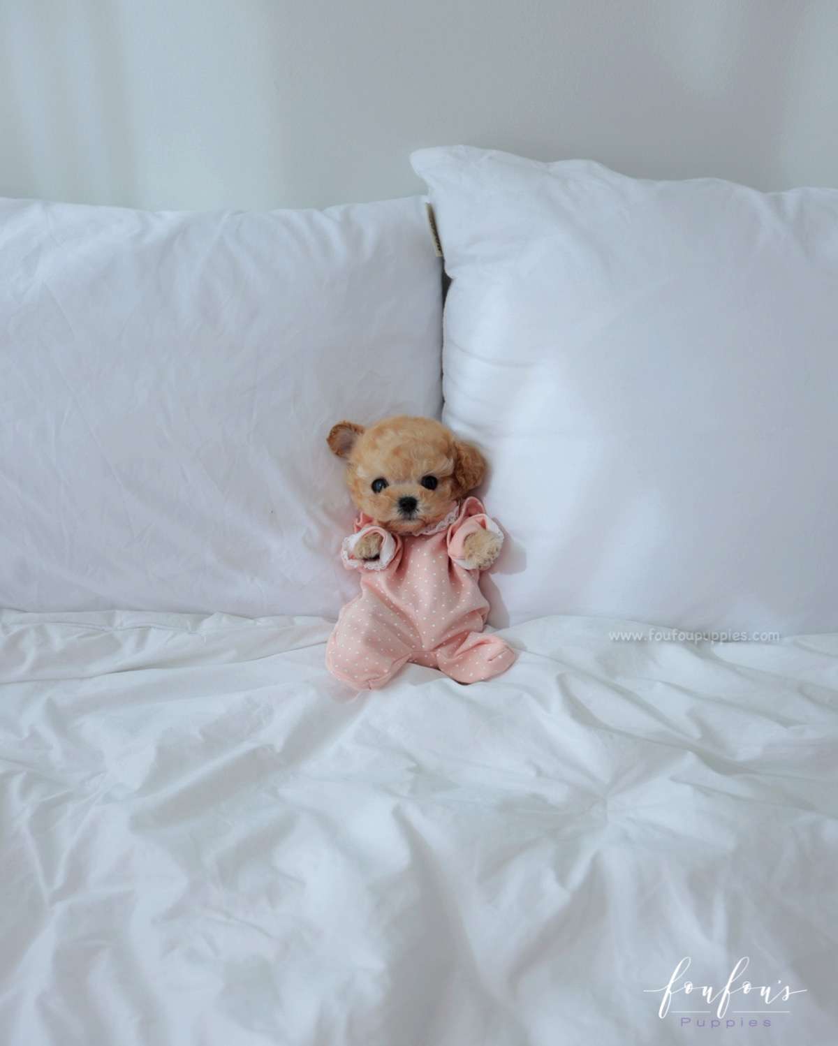 Beau - Poodle M.