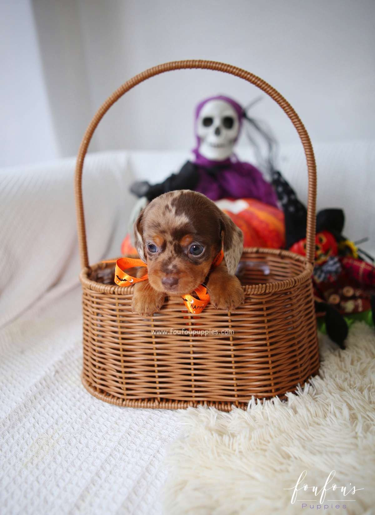Pogo - Dachsund M.