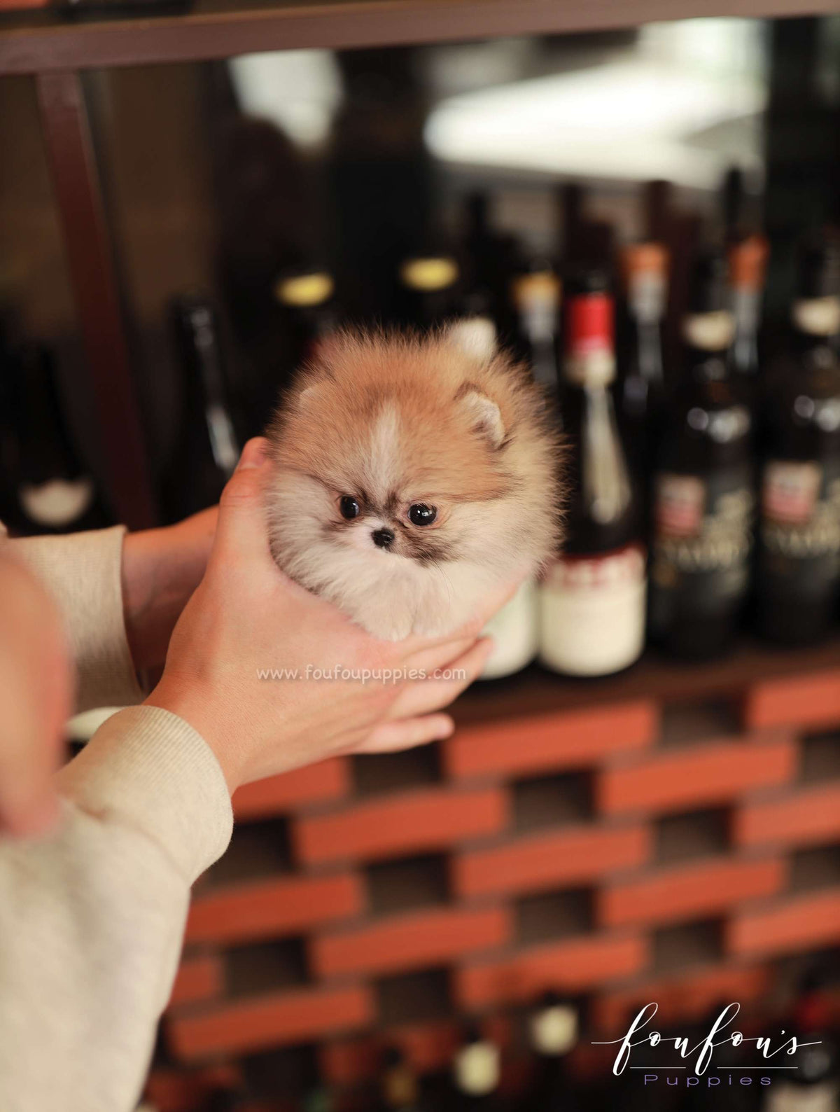 Honey - Pomeranian F.