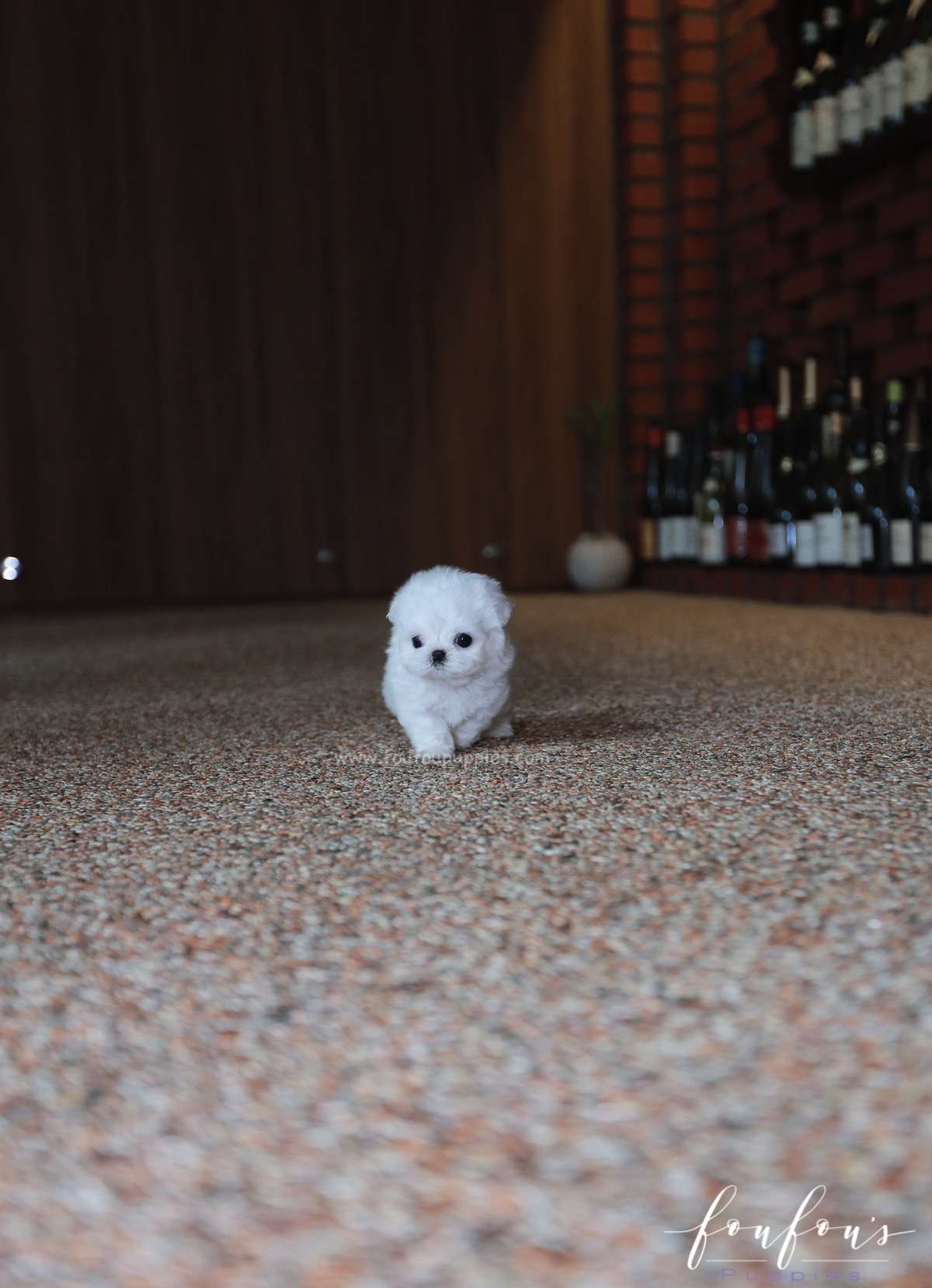 Valentina - Maltese F.