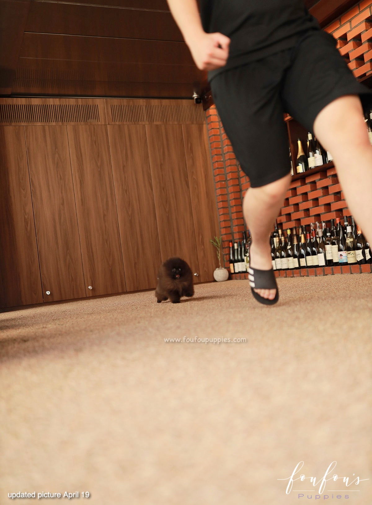Soiré - Pomeranian M.