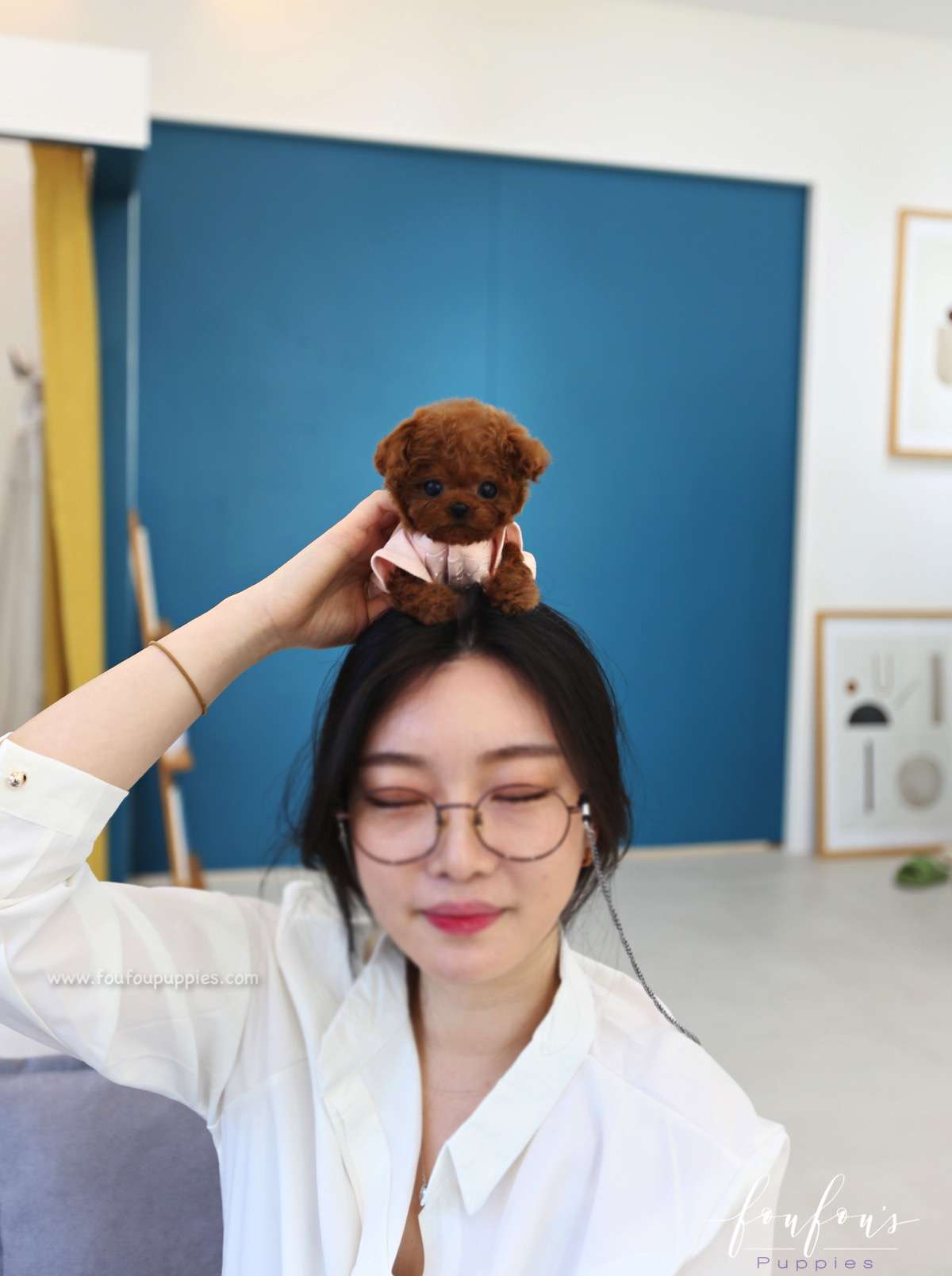Cupid - Poodle M.