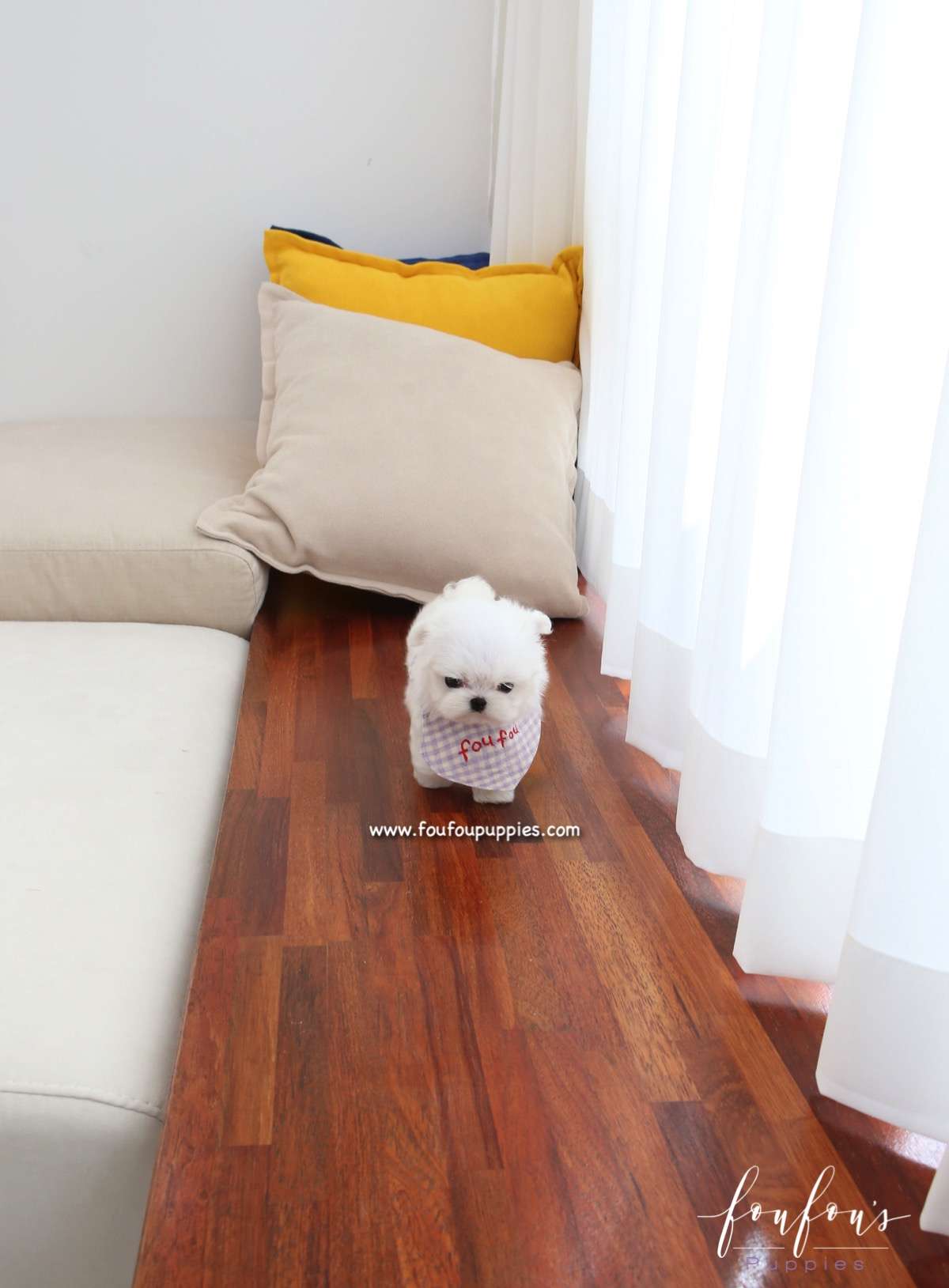 Milan - Maltese M.