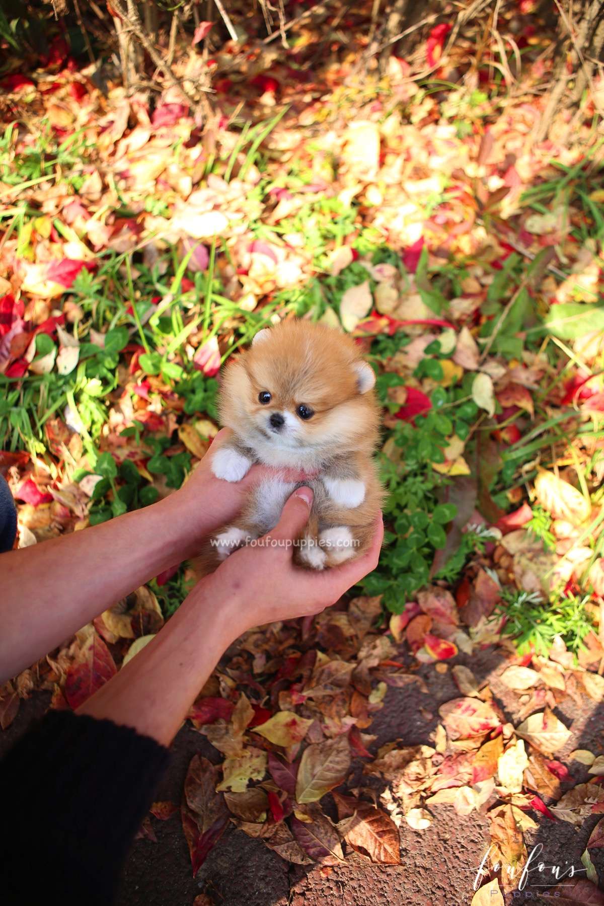 Joy - Pomeranian F.