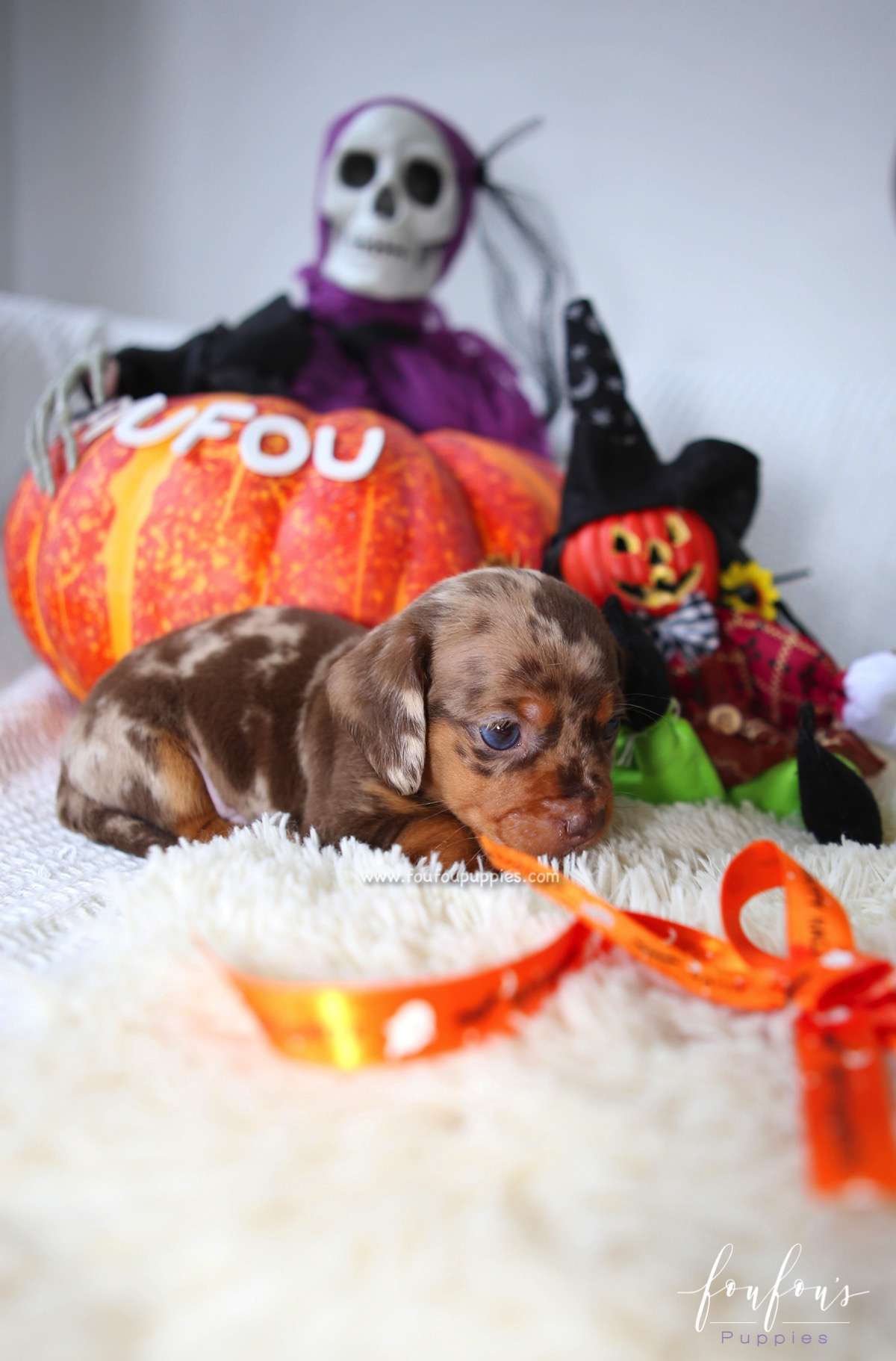 Pogo - Dachsund M.