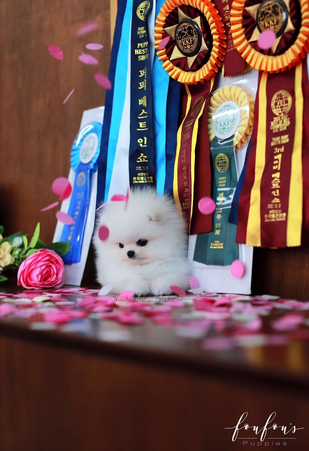 Titan - Pomeranian M.