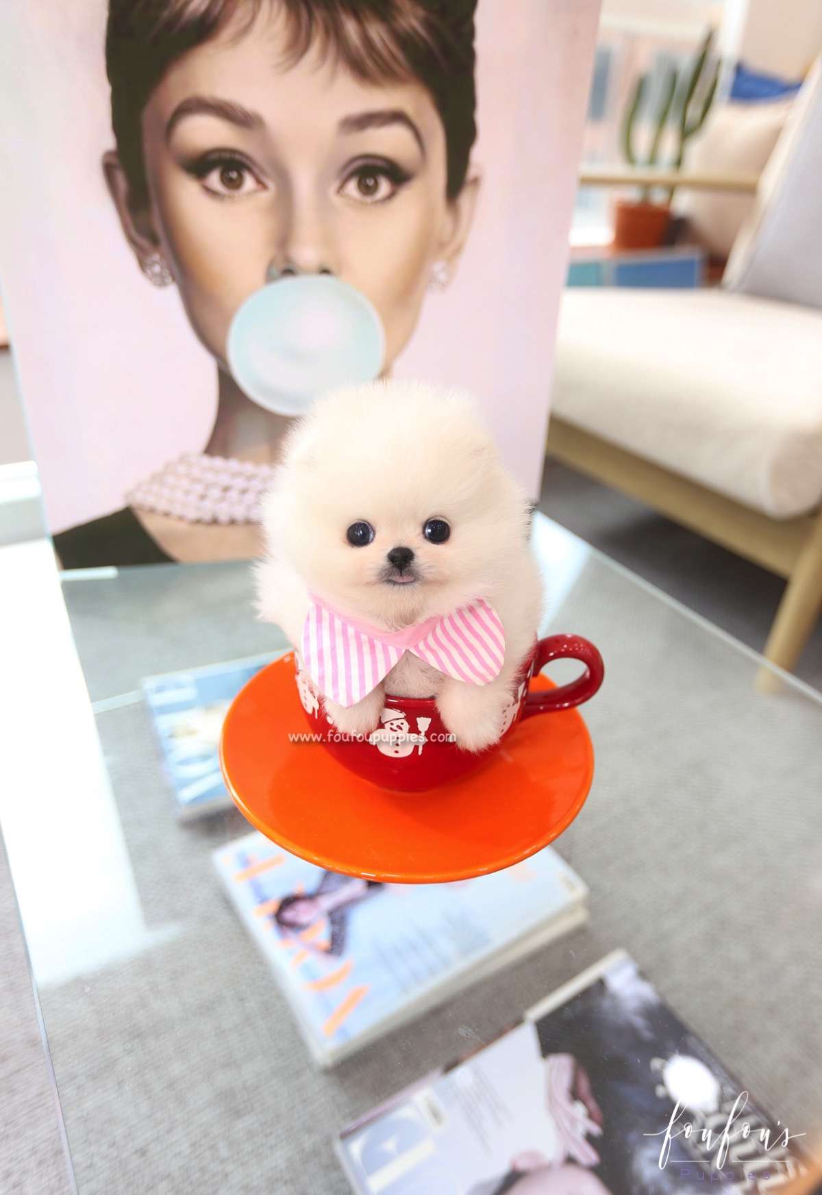 Souflé - Pomeranian F.