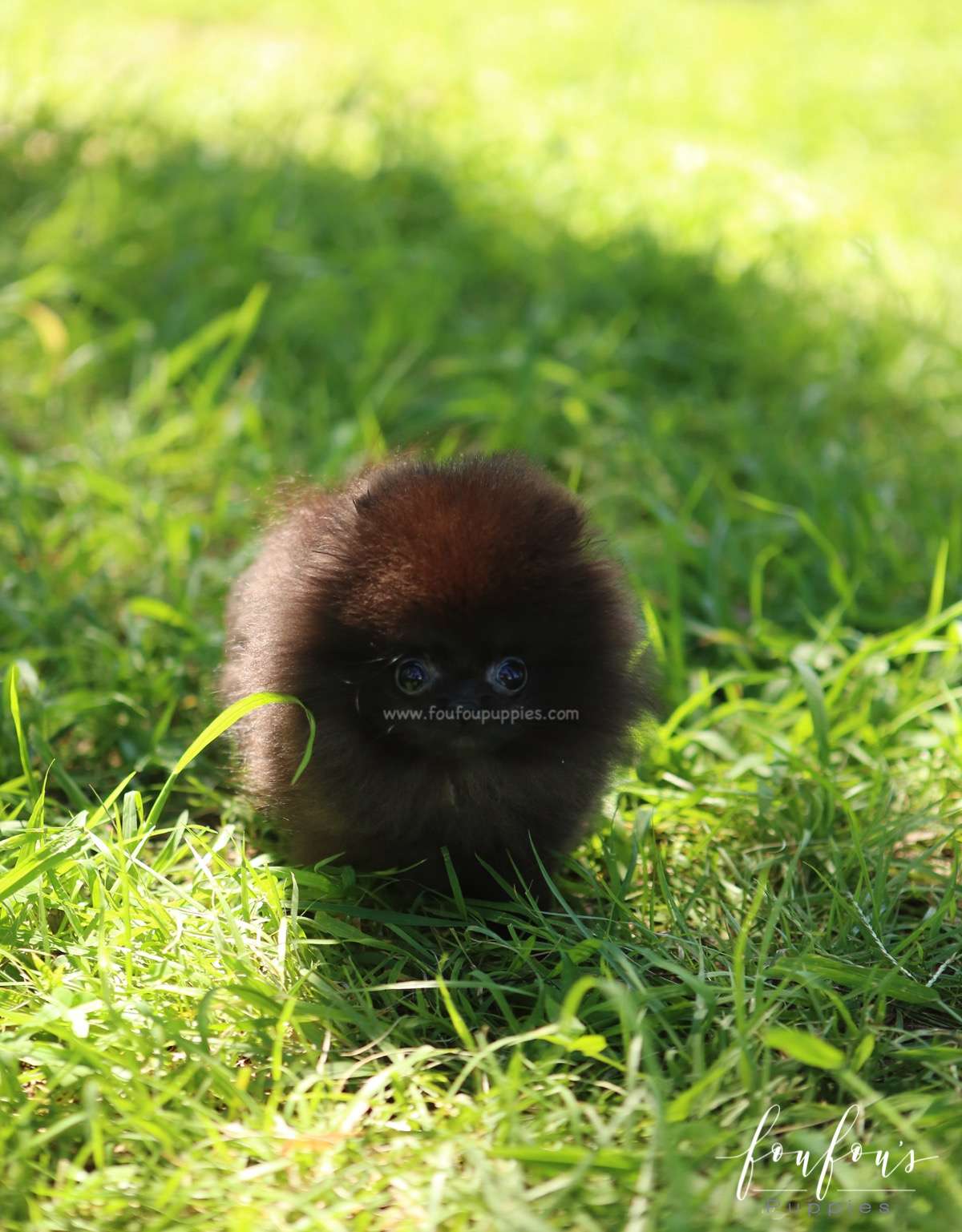 Melrose - Pomeranian F.