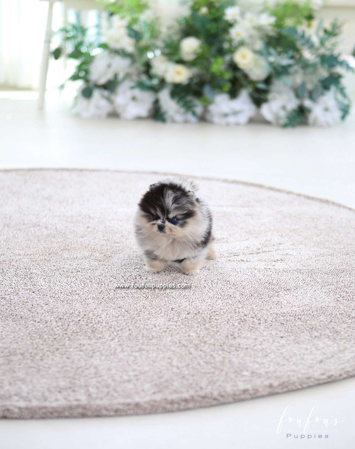 Mavi - Pomeranian M.