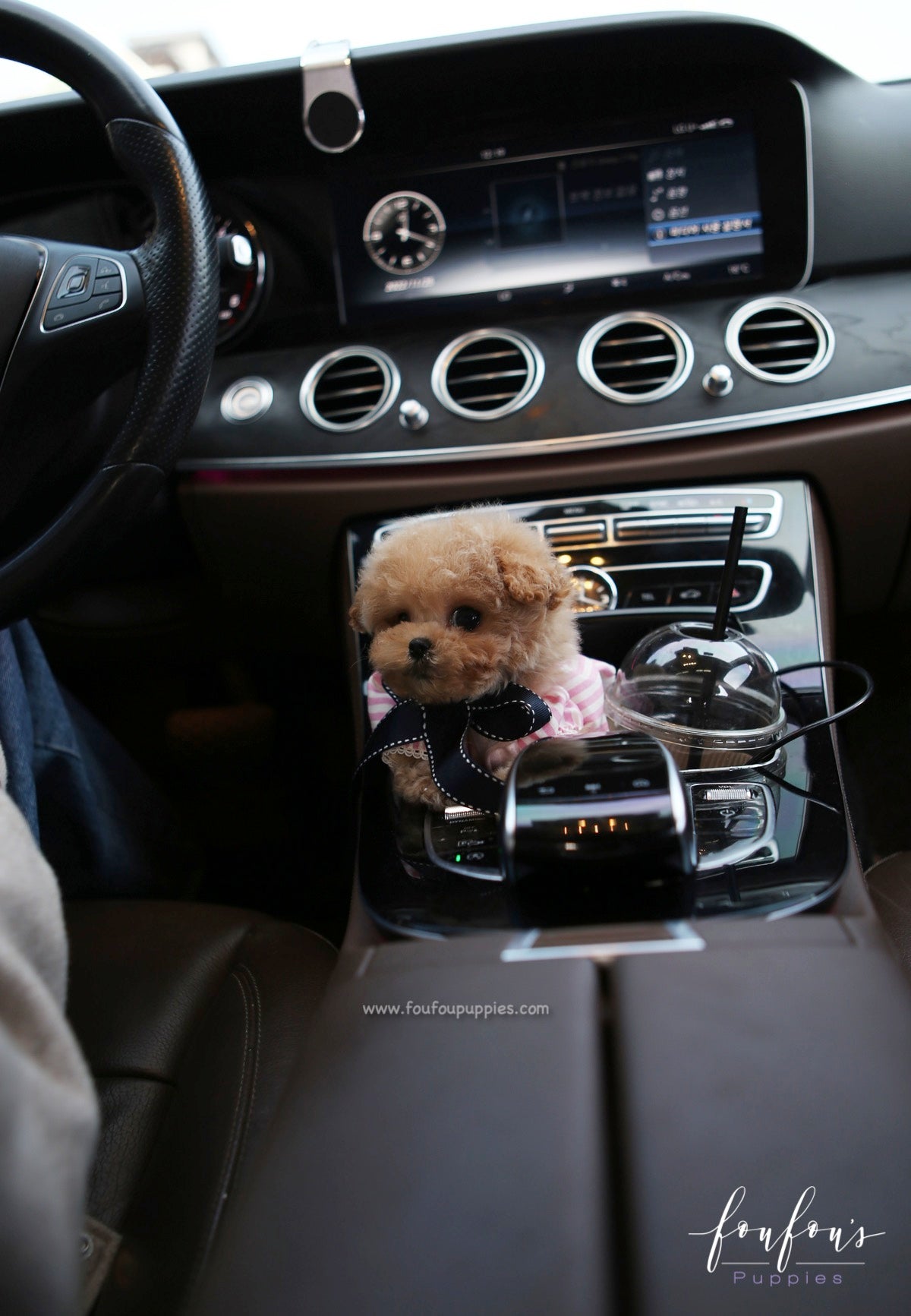 Snuggles - Poodle M.