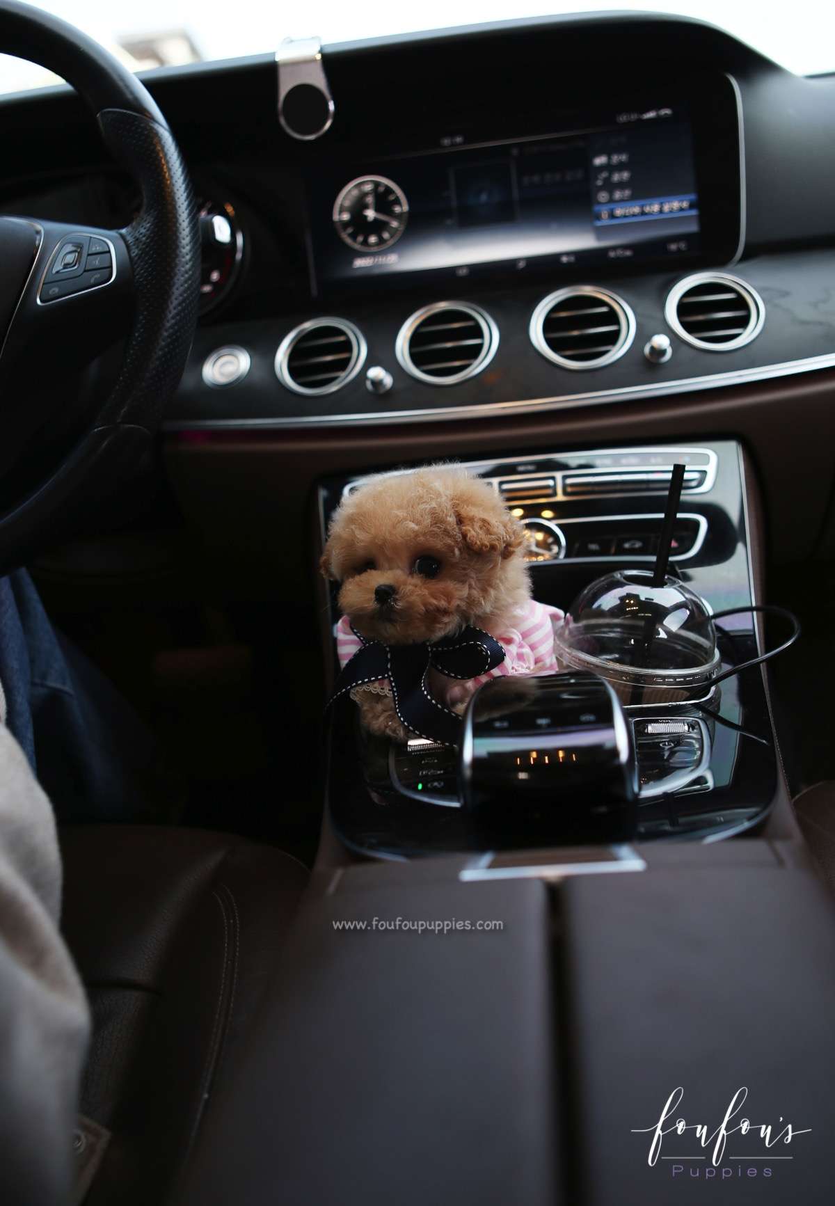 Snuggles - Poodle M.