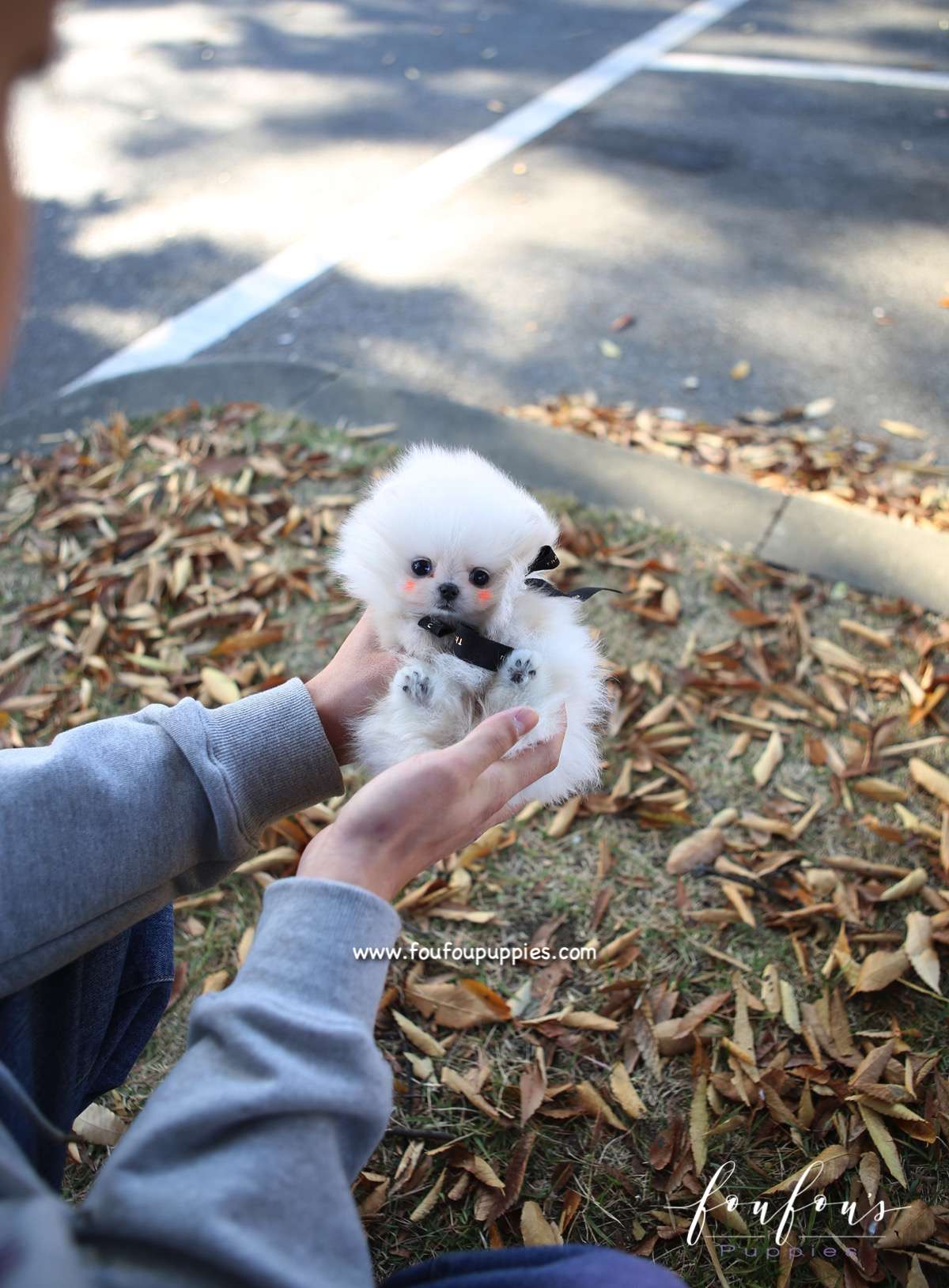 Joji - Pomeranian M.