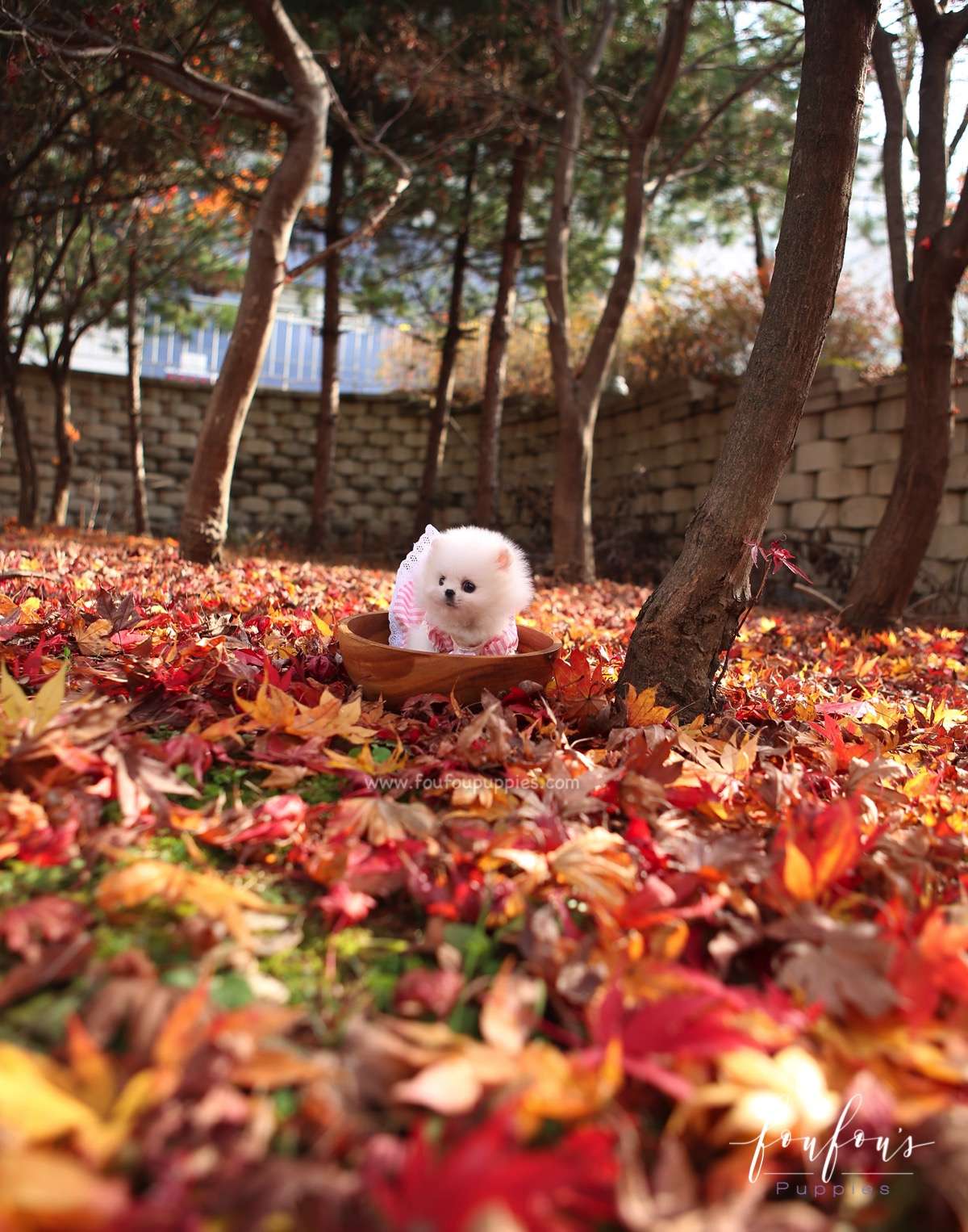 Aspen - Pomeranian F.