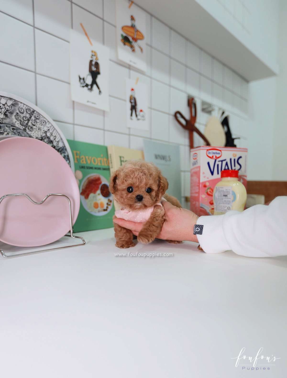 Muffin - Maltipoo M.