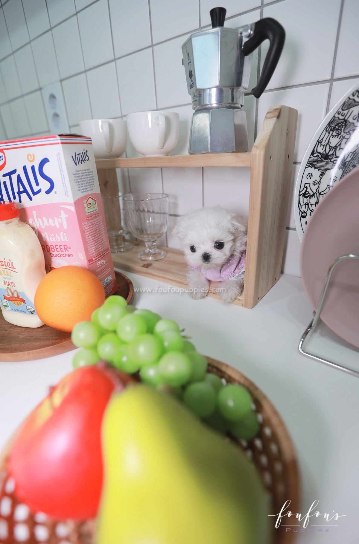 Mila - Maltese F.