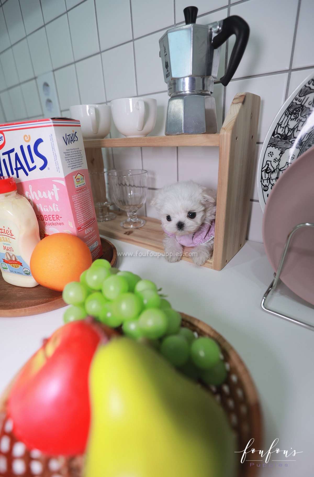 Mila - Maltese F.