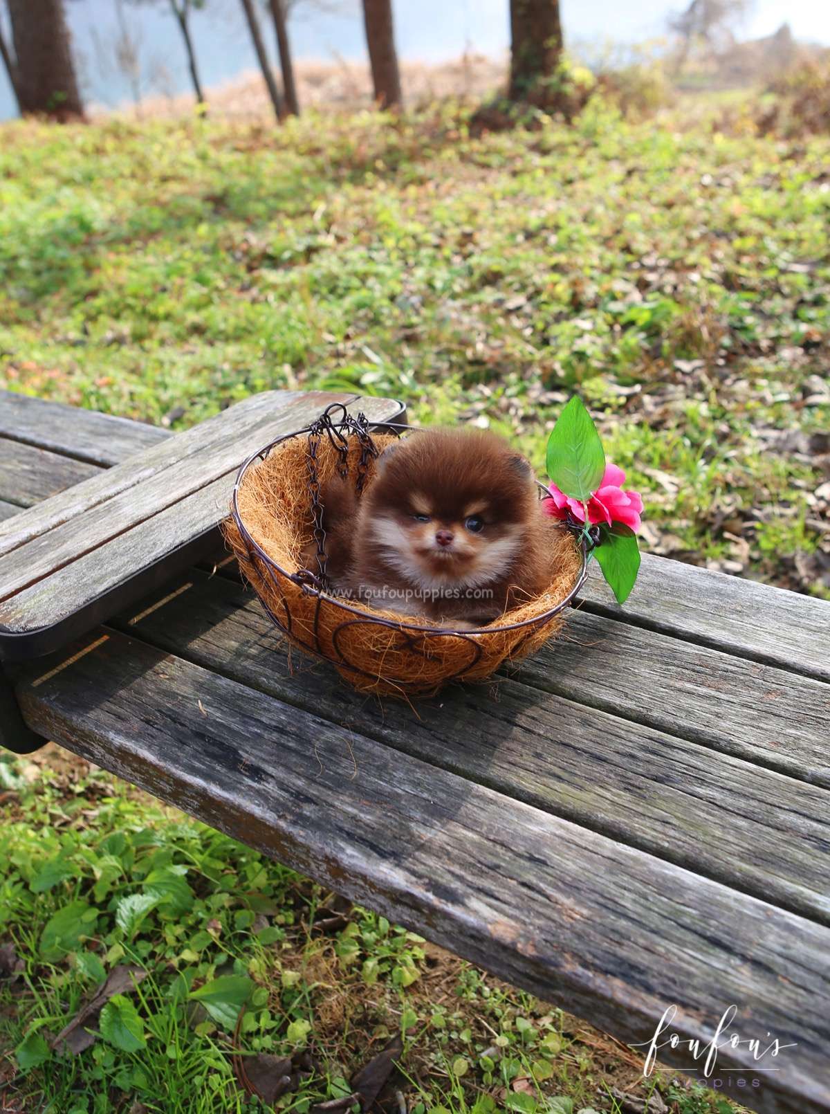 Twix - Pomeranian M.