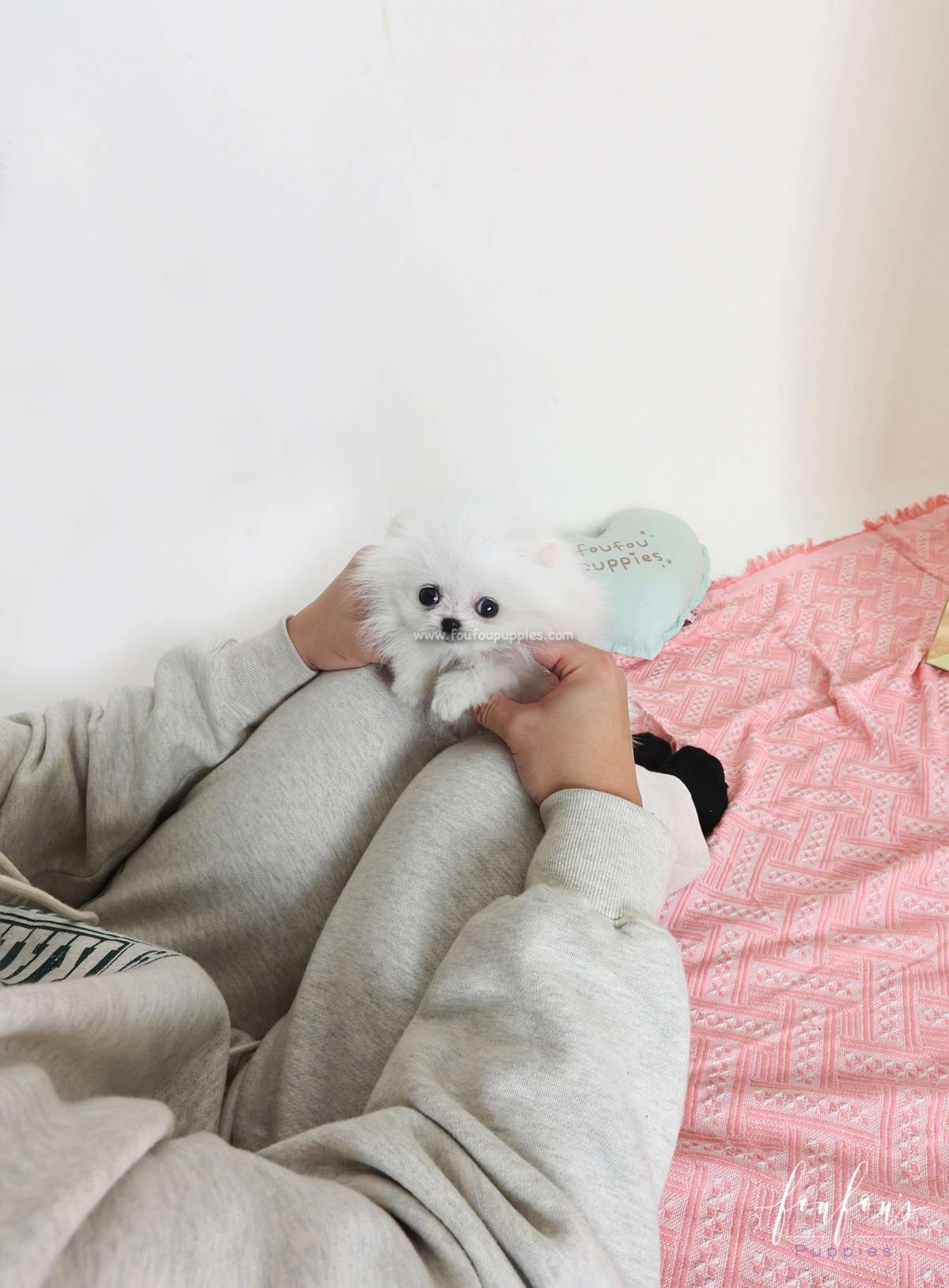Jolie - Pomeranian F.