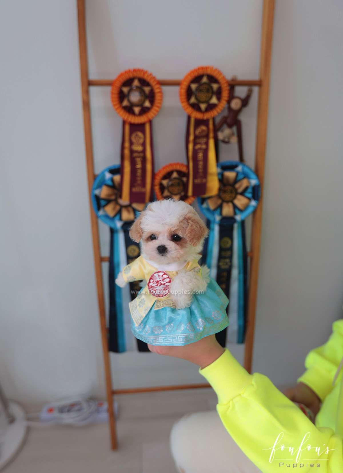 Tezz - Maltipoo M.