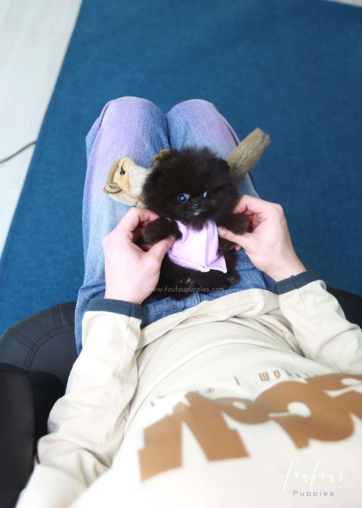 Soiré - Pomeranian M.