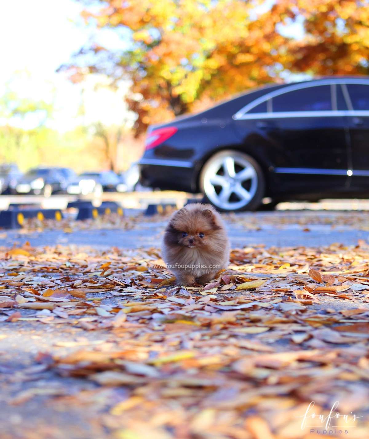 Sire - Pomeranian M.
