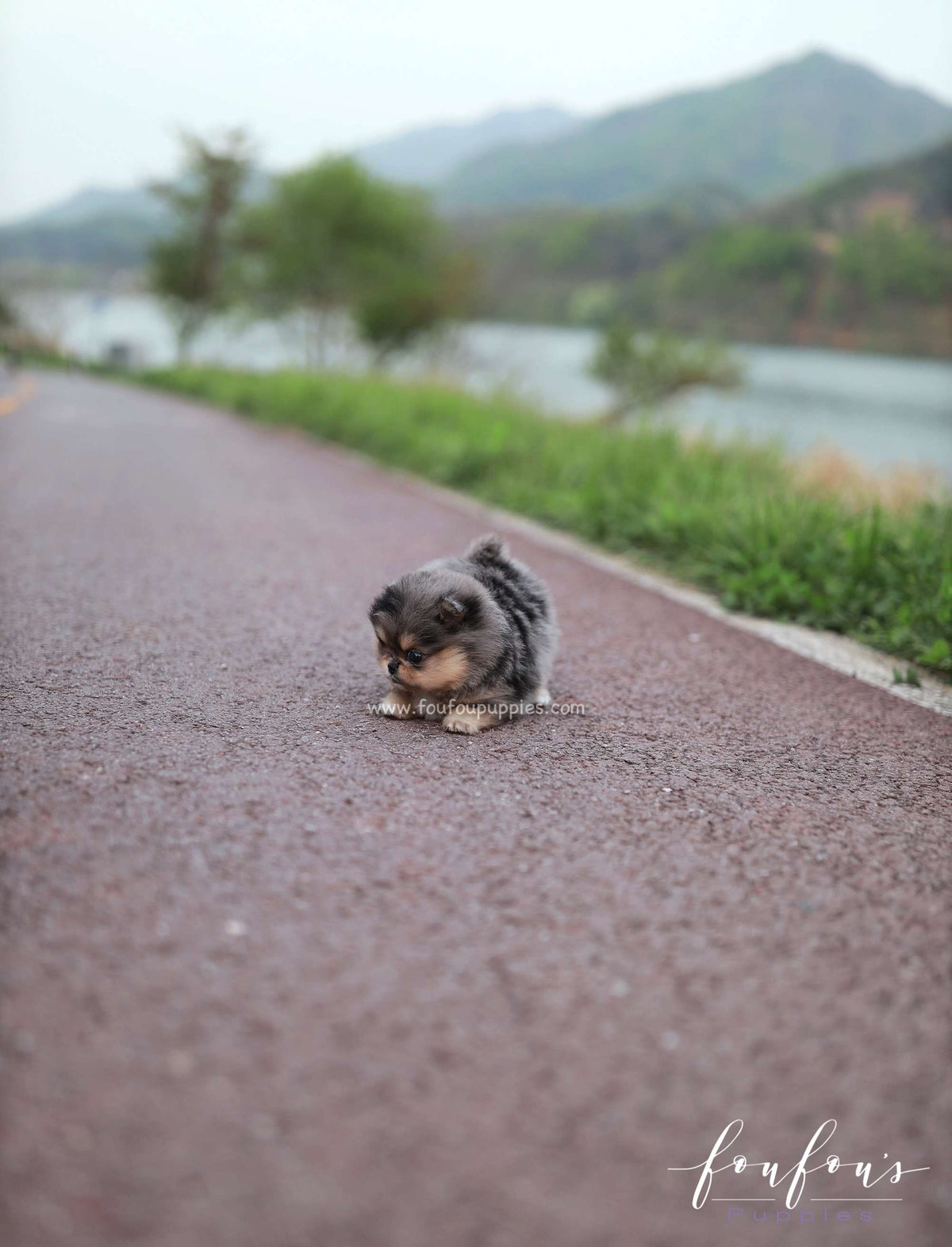 Sky - Pomeranian F.