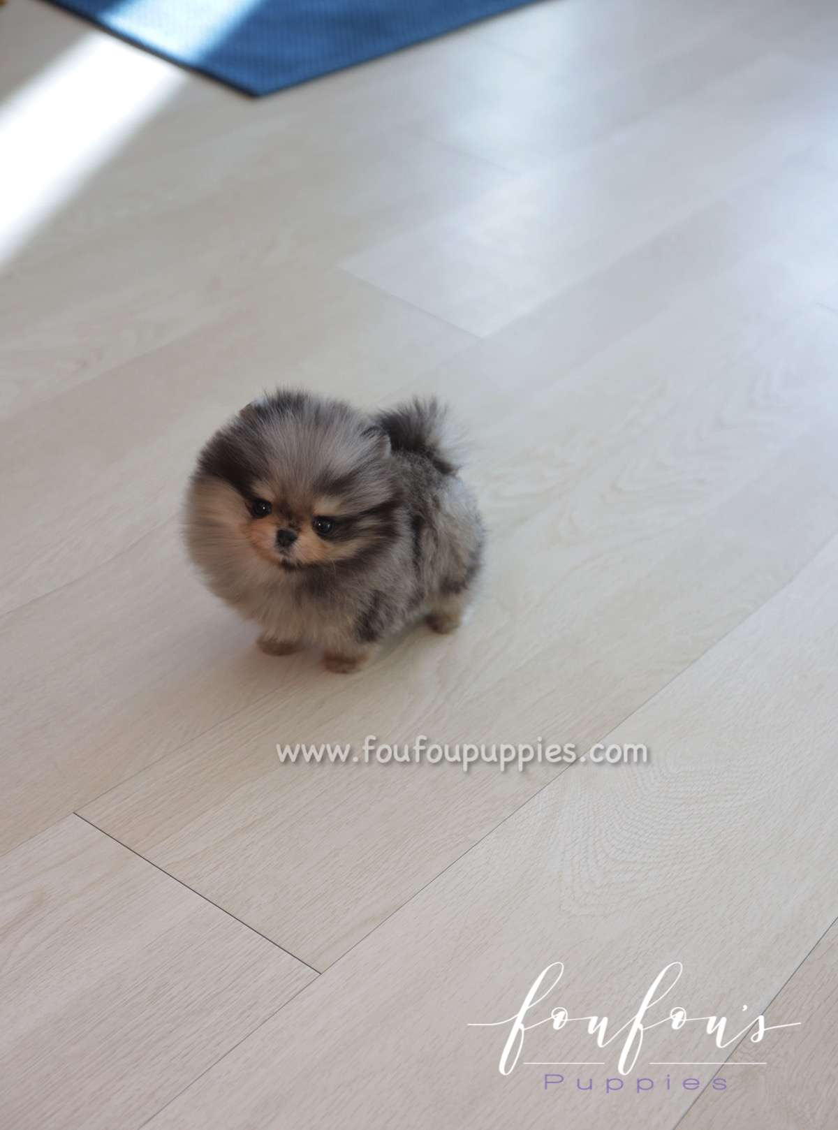 Atom - Pomeranian M.