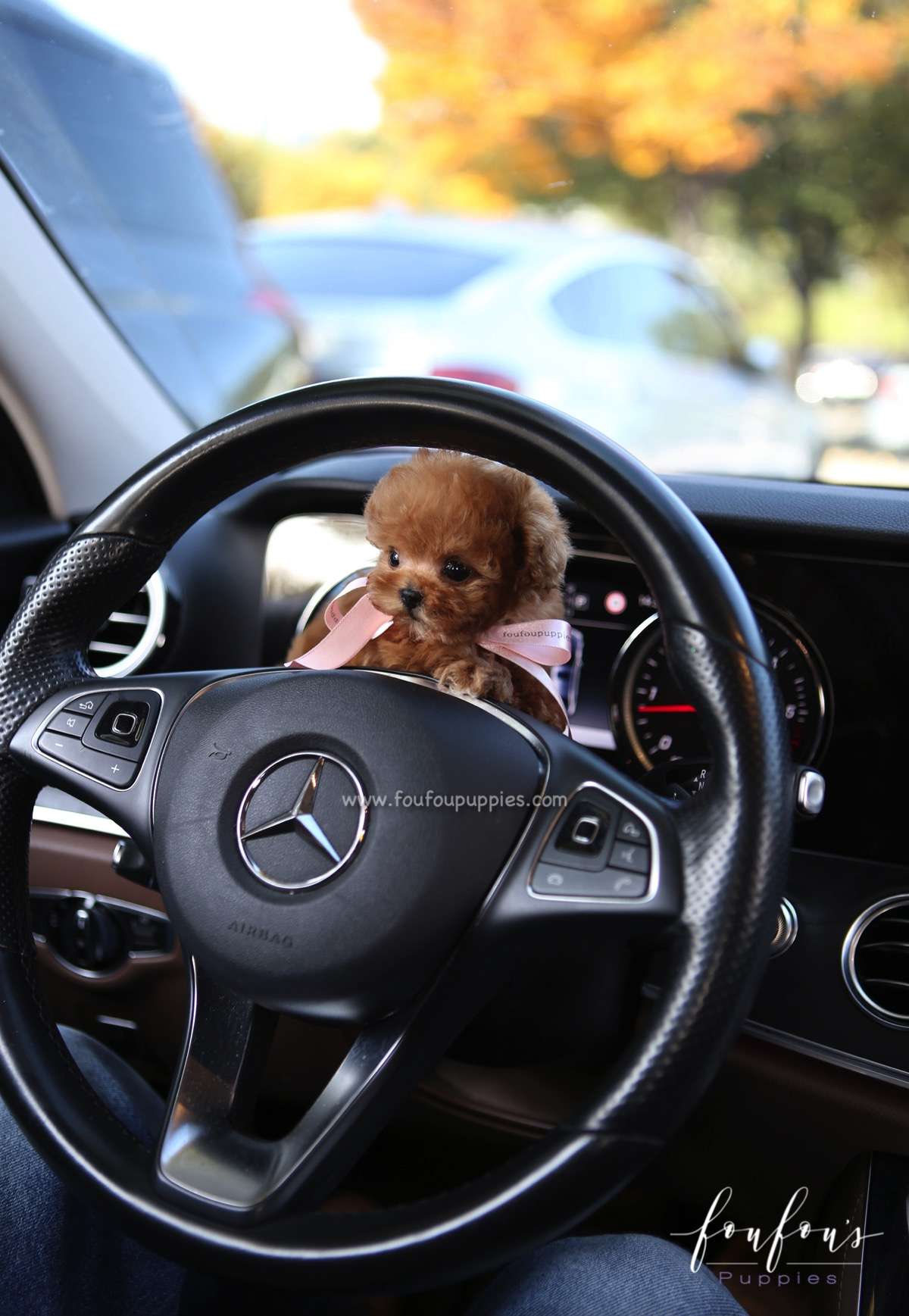 Mittens - Poodle F.
