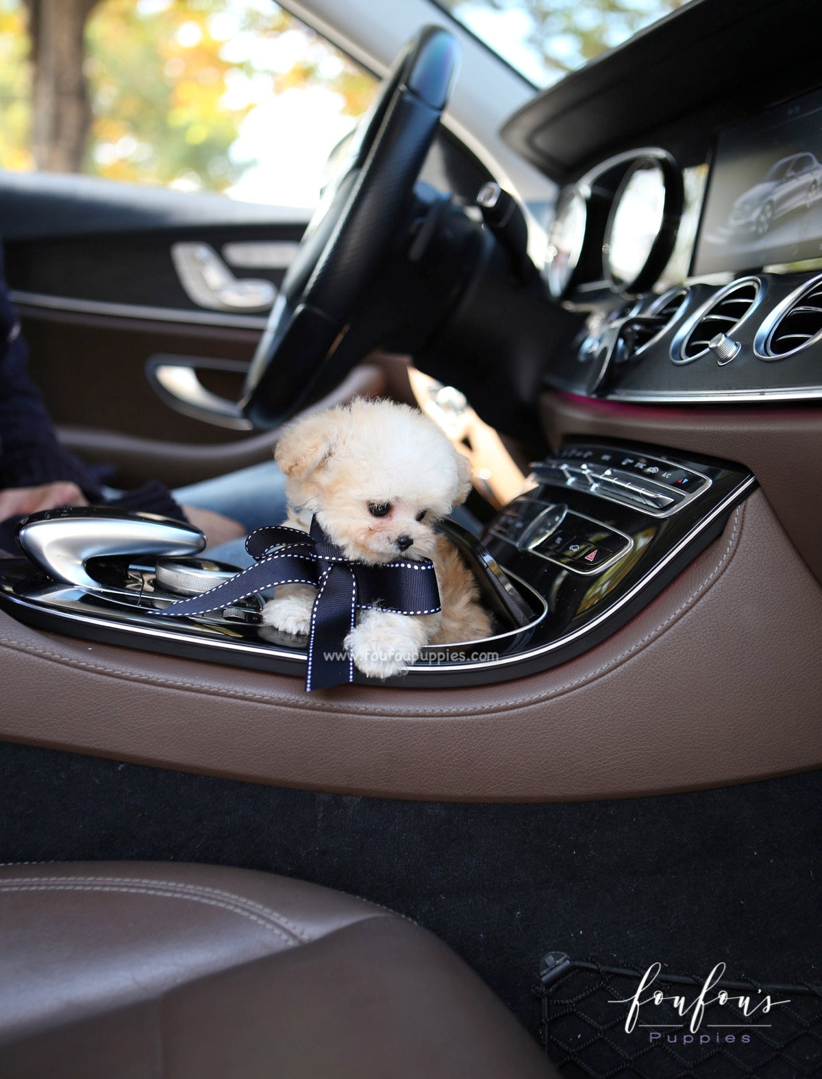Eclair - Poodle M.
