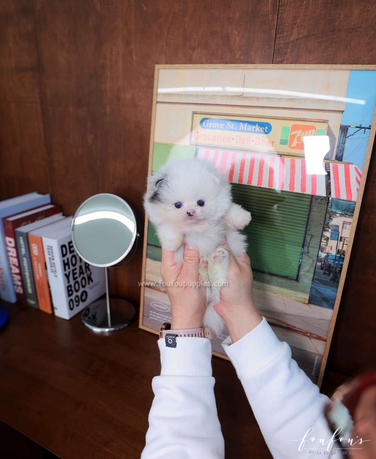 Yogi - Pomeranian M.