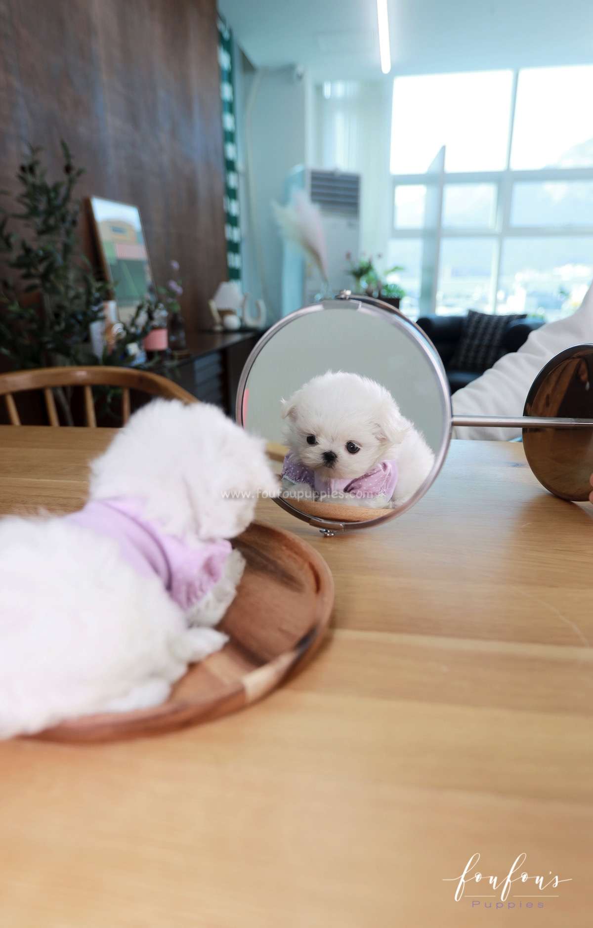 Mila - Maltese F.