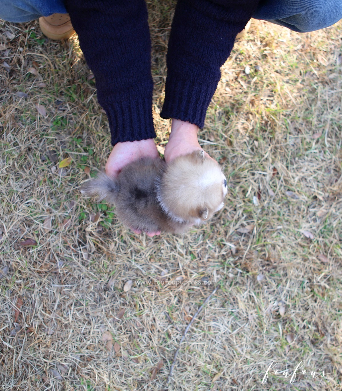 Soleil - Pomeranian F.