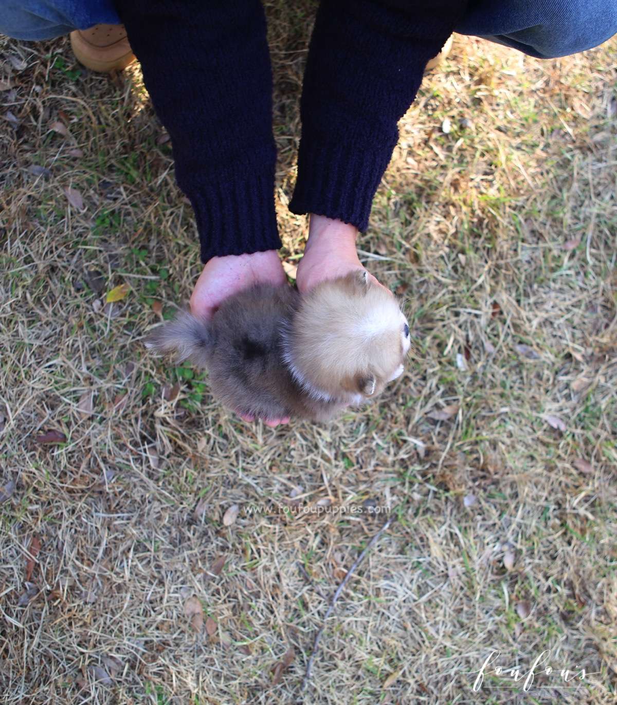 Soleil - Pomeranian F.