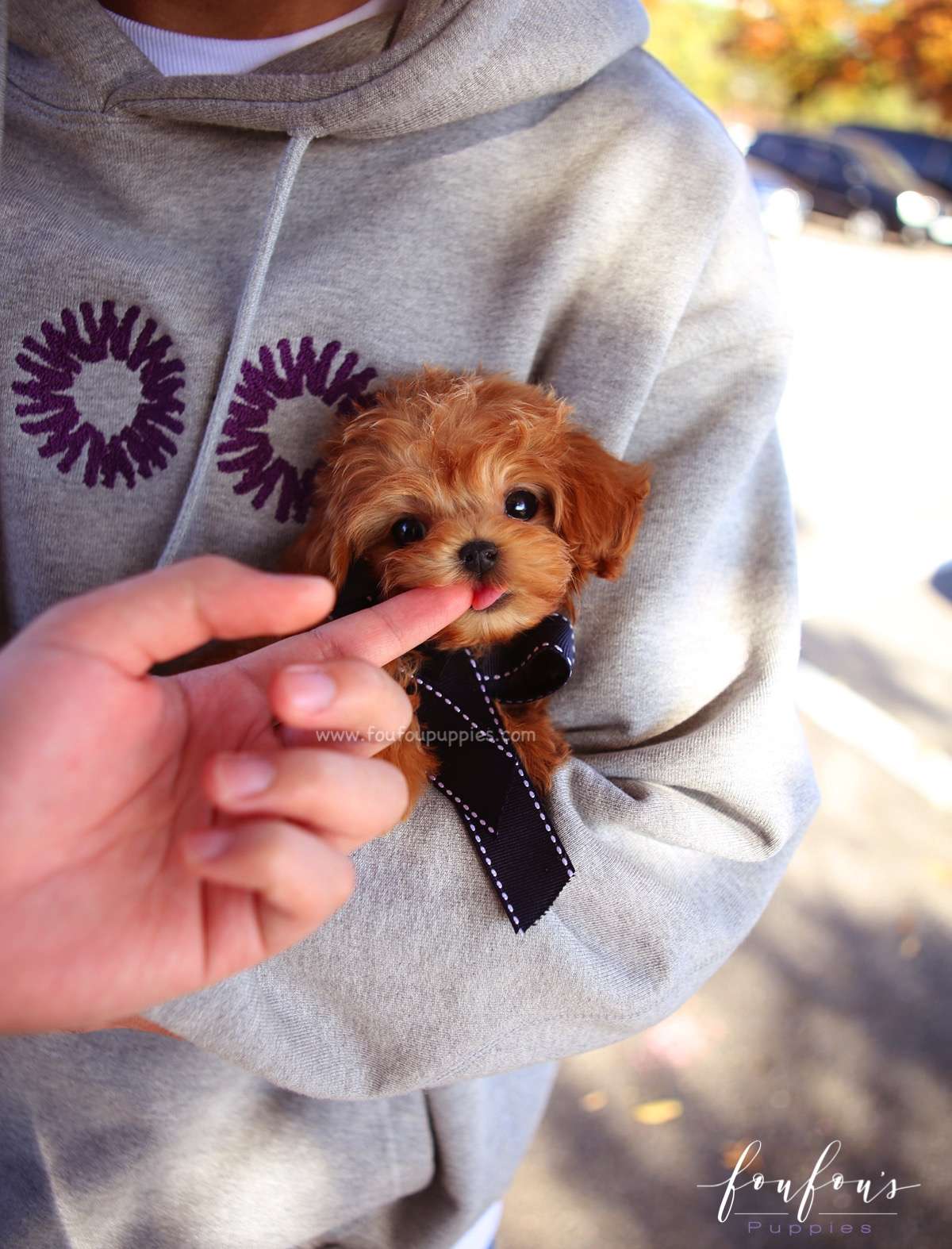 Mowgli - Maltipoo M.
